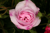 Rosa gallica 'Versicolor' RCP5-09 138.jpg